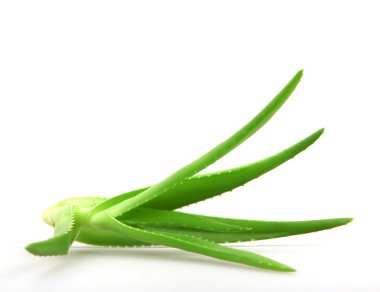 aloe vera bitkisi beyaz üzerine izole