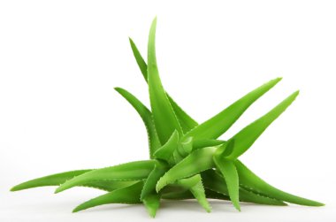 aloe vera bitkisi beyaz üzerine izole