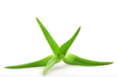 aloe vera bitkisi beyaz üzerine izole