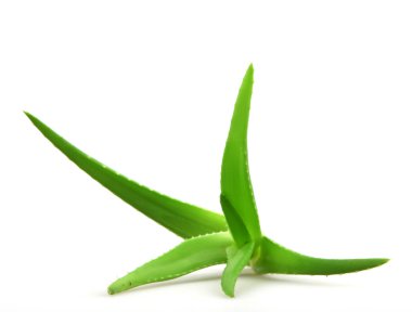 aloe vera bitkisi beyaz üzerine izole