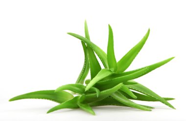 aloe vera bitkisi beyaz üzerine izole