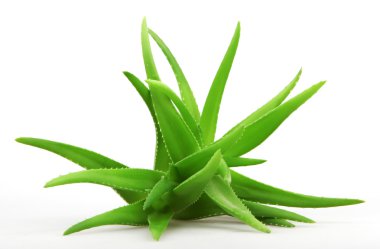 aloe vera bitkisi beyaz üzerine izole
