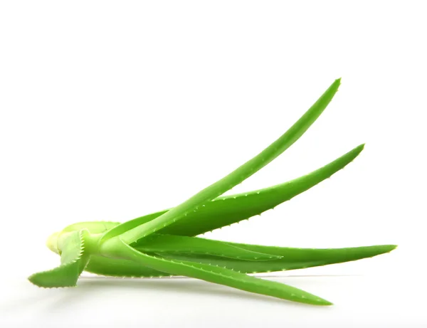 Aloe vera bitkisi beyaz üzerine izole — Stok fotoğraf