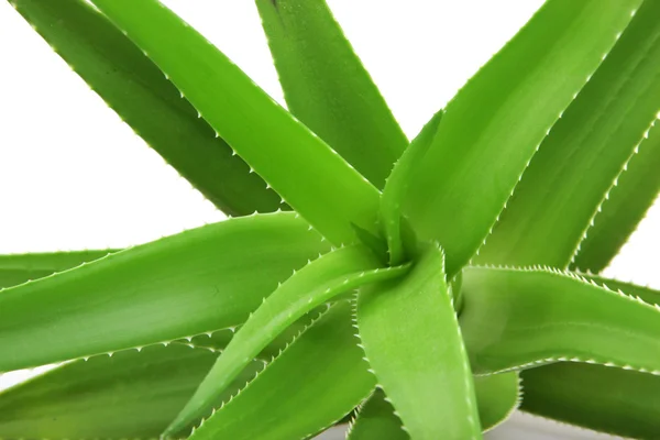 Aloe vera bitkisi beyaz üzerine izole — Stok fotoğraf