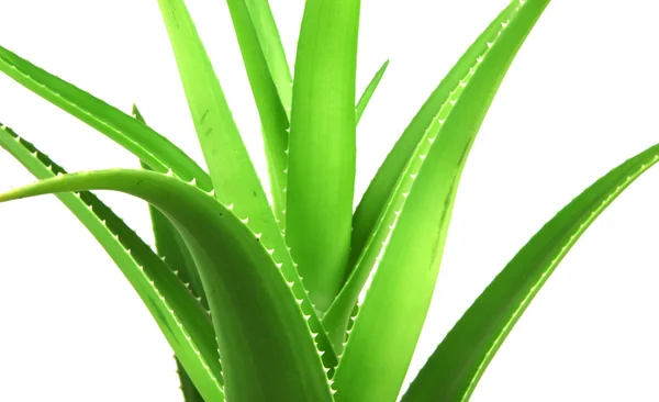 Aloe vera bitkisi beyaz üzerine izole — Stok fotoğraf