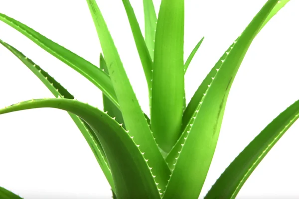 Aloe vera bitkisi beyaz üzerine izole — Stok fotoğraf