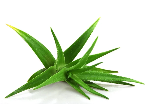 Aloe Vera Pflanze isoliert auf weiß — Stockfoto