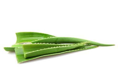 Aloe vera bitki beyaz - renkli görüntü izole