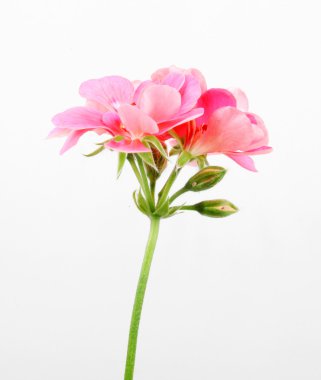 Sardunya Sardunya çiçekleri - renkli görüntü