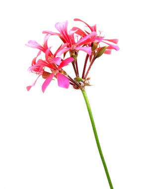 Sardunya Sardunya çiçekleri - renkli görüntü