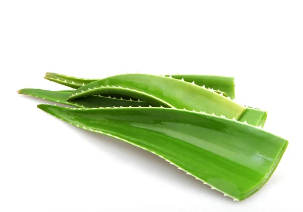 Aloe vera rostlina izolované na bílém - barevný obraz — Stock fotografie