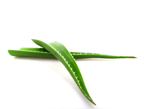 Aloe vera plant isolated on white - color image — Stock Photo, Image