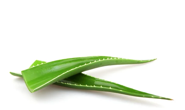 Aloe vera plant isolated on white - color image — Stock Photo, Image