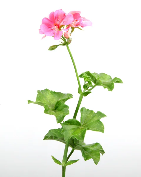 Geranium Pelargonium bloemen - kleurenafbeelding — Stockfoto