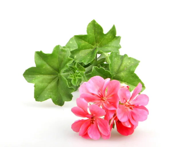 Geranium pelargonium Blüten - Farbbild — Stockfoto