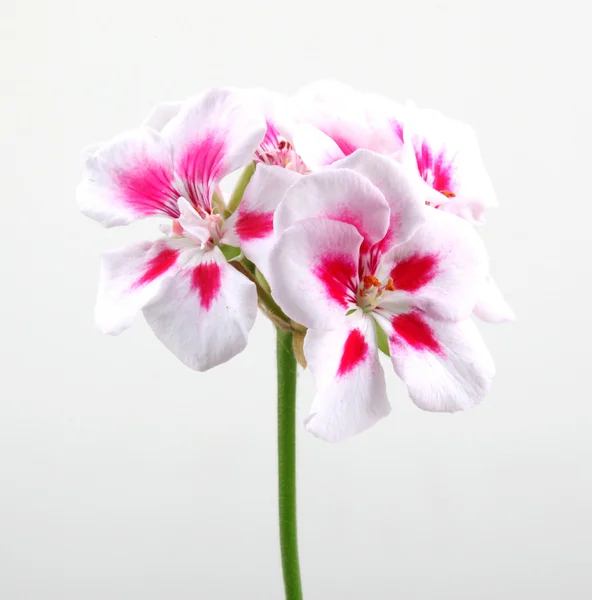 제라늄 Pelargonium 꽃-컬러 이미지 — 스톡 사진