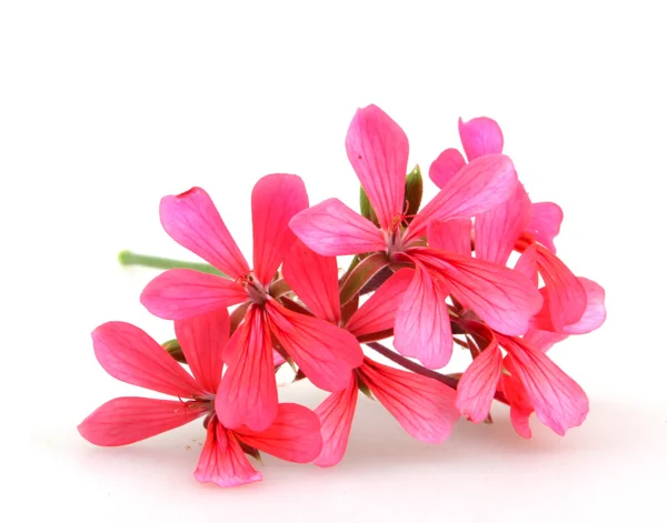 Flores de pelargonio de geranio - Imagen en color — Foto de Stock