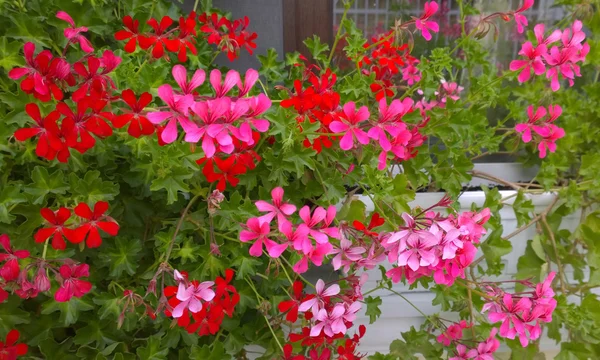 Geranio Fiori - immagine a colori — Foto Stock