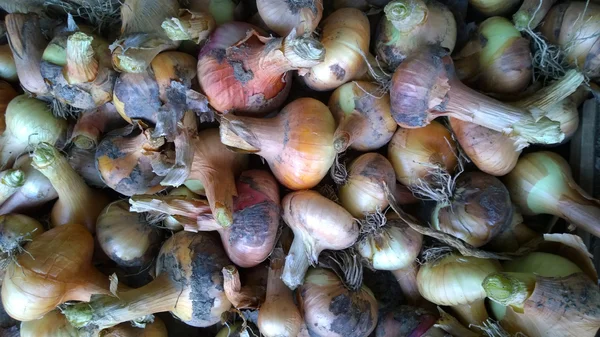 Fundo de cebola - imagem a cores — Fotografia de Stock