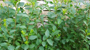 kurtbağrı çiçekli bitki - renkli görüntü