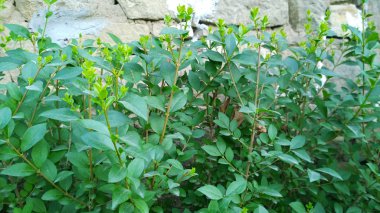 kurtbağrı çiçekli bitki - renkli görüntü