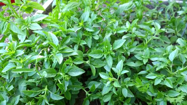 Folhas de manjericão verde - imagem de cor — Fotografia de Stock