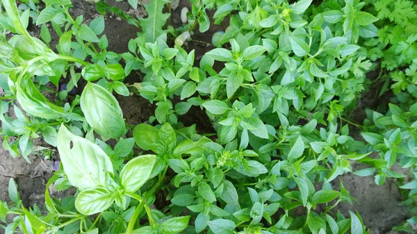 Hojas de albahaca verde - imagen de color — Foto de Stock