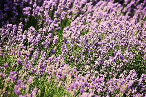 Fondo de lavanda - imagen en color —  Fotos de Stock