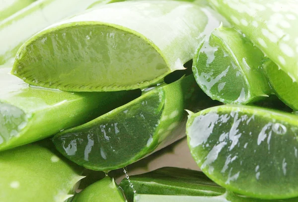 Aloe vera - color image — Stock Photo, Image