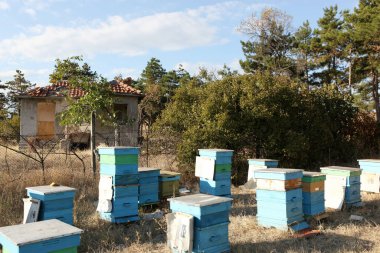 Aktif bal arıları ile boyanmış ahşap arı kovanları