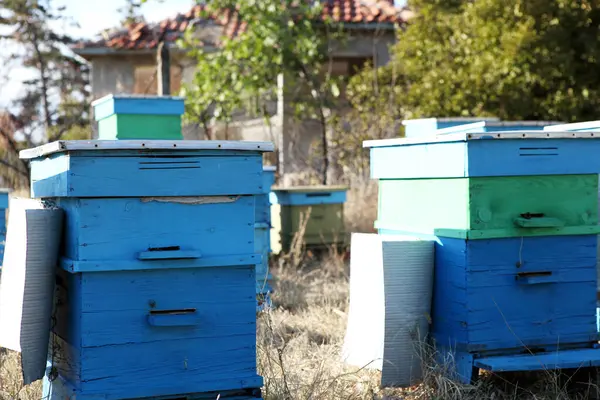 Colmenas Madera Pintadas Con Abejas Activas — Foto de Stock