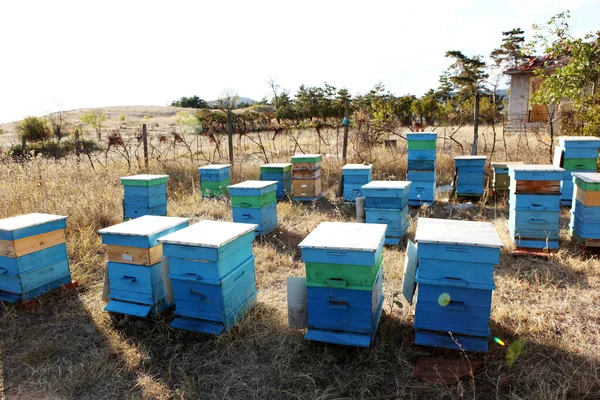 Bemalte Holzbienenstöcke Mit Aktiven Honigbienen — Stockfoto