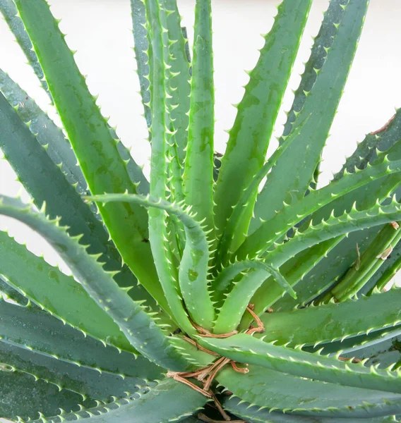 Aloe Vera Har Vuxit Mycket Som Prydnadsväxt Arten Populã Med — Stockfoto