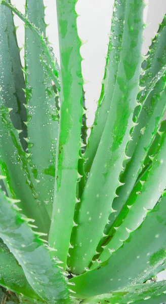 Aloe Vera Byla Široce Pěstována Jako Okrasná Rostlina Druhy Jsou — Stock fotografie