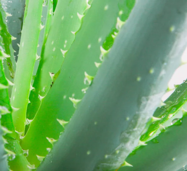 Aloe Vera Süs Bitkisi Olarak Geniş Bir Alana Yayılmış Türler — Stok fotoğraf