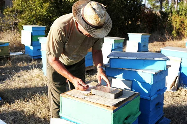 Preparación Las Abejas Para Invierno — Foto de Stock