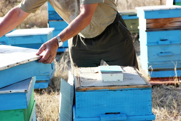 Préparation Des Abeilles Mellifères Pour Hiver — Photo