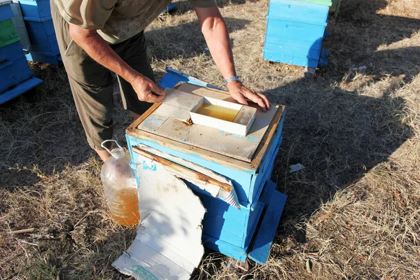 Préparation Des Abeilles Mellifères Pour Hiver — Photo