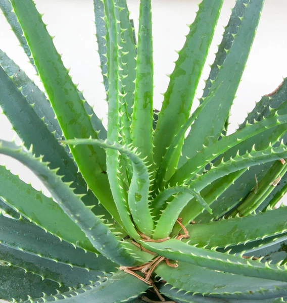 Aloe Vera Cultivado Ampliamente Como Planta Ornamental Especie Popular Entre — Foto de Stock