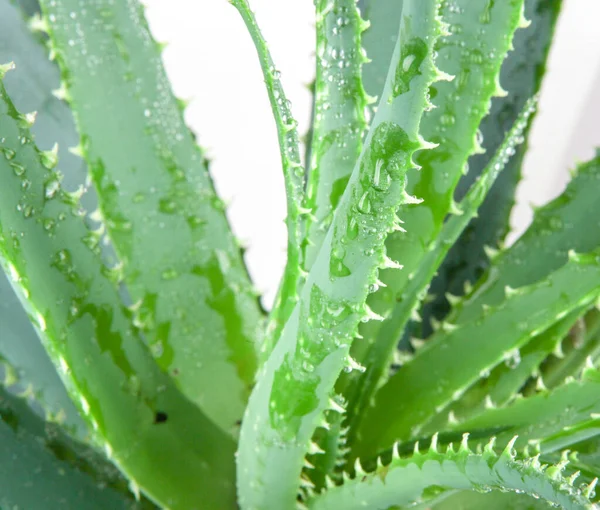 Aloe Vera Byla Široce Pěstována Jako Okrasná Rostlina Druhy Jsou — Stock fotografie