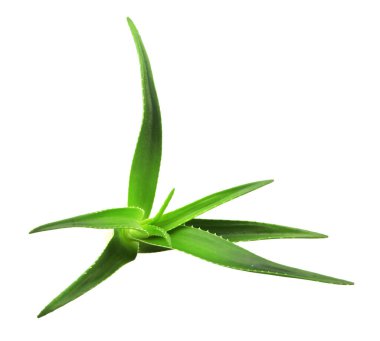 Aloe vera bitkisi beyaz arka planda izole edilmiş. Aloe vera, Aloe cinsinin sulu bir bitki türüdür. Tarım ve tıbbi kullanım için yetiştirilir.