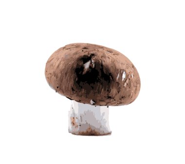 Beyaz Arkaplanda Yenilebilir Mantar