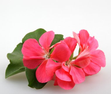 Sardunya Sardunya çiçekleri