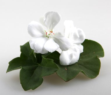 Sardunya Sardunya çiçekleri