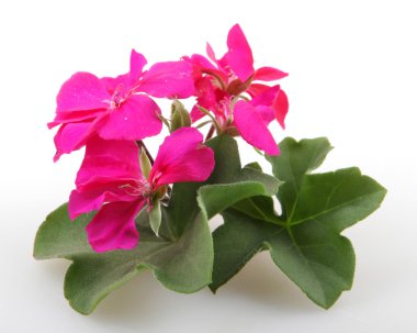 Sardunya Sardunya çiçekleri