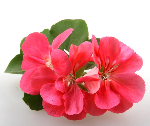 Fleurs de géranium pélargonium — Photo