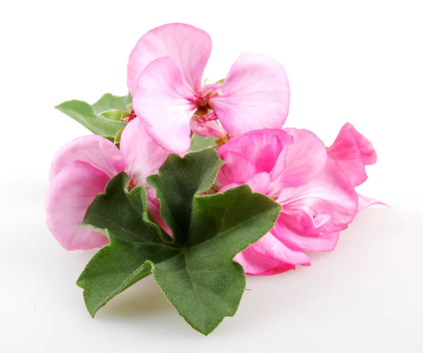 Geranium Pelargonium Flowers — Stock Photo, Image