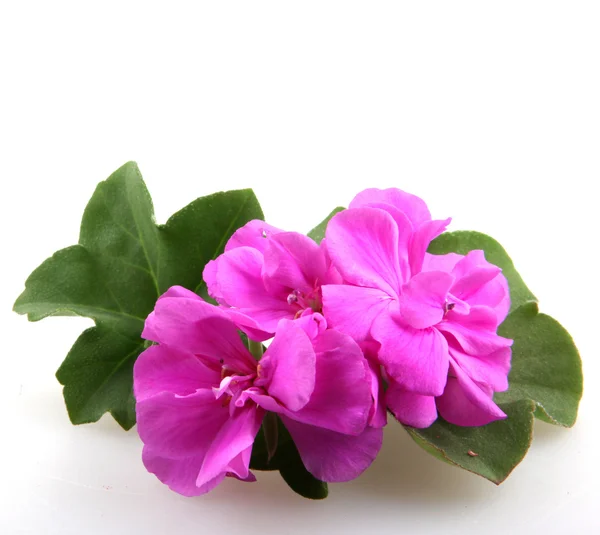 Geranium Pelargonium Flowers — Stock Photo, Image