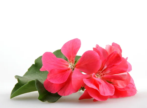 Pelargonienblüten — Stockfoto