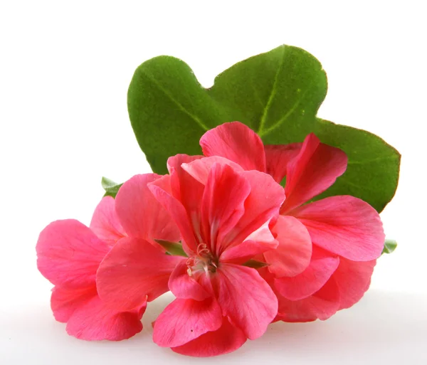 Geranio Pelargonio Flores — Foto de Stock